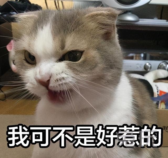 猫咪生气的声音，猫咪生气会有哪些表现