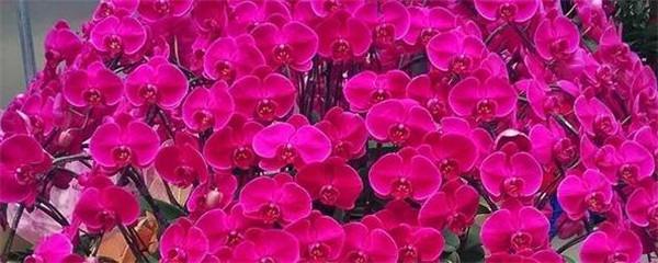 蝴蝶兰能养多久，蝴蝶兰怎么养才能活得时间长（发现经久不衰的“蝴蝶兰”）