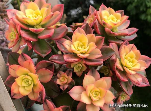 多肉植物艳日辉怎么养好，多肉植物艳日辉该如何养护