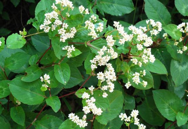 老鸹眼树果实，果实黑的像34