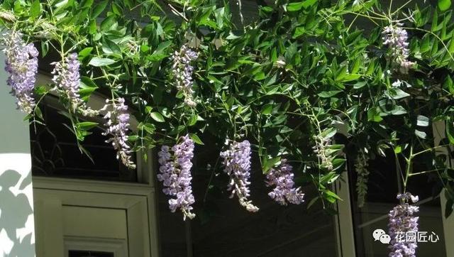 紫藤怎么养才能开花，不养一盆就太可惜了
