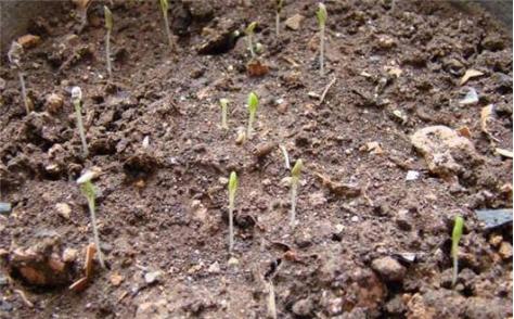 豆芽怎么简单的种植，豆芽种植的详细方法及其步骤