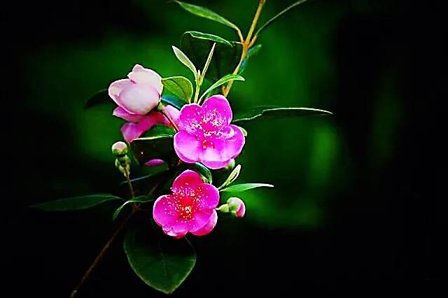 桃金娘花海，桃金娘夏日花开