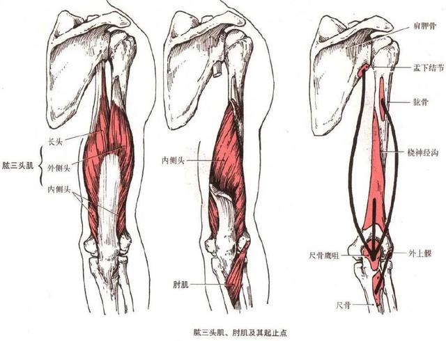 健身需要知道的肌肉，想让肌肉变得更大、更饱满