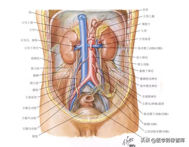 肾脏解剖结构讲解，浅话肾脏的解剖结构