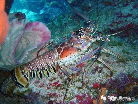 澳洲花斑龙虾，没有大螯的龙虾-眼斑龙虾
