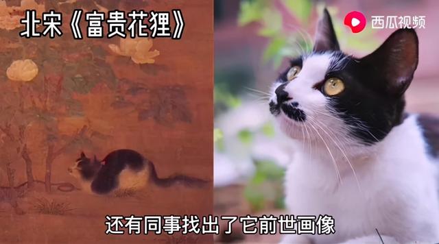 故宫最胆小御猫，我们只是惊呼是不够的