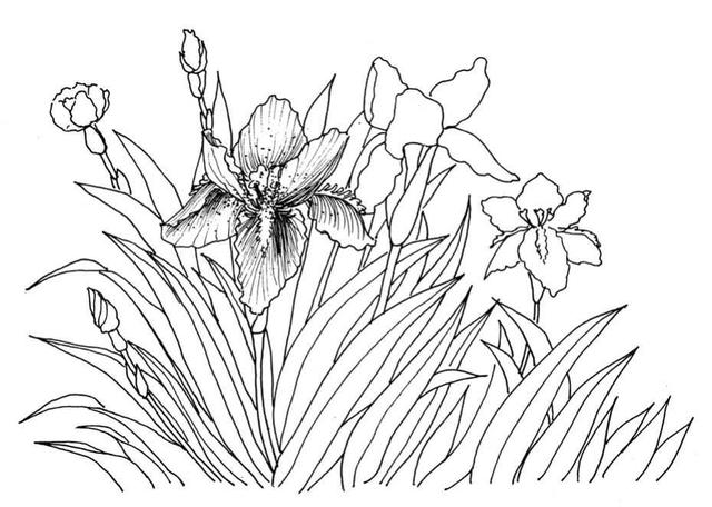 钢笔画入门基本步骤，钢笔画入门步骤详解