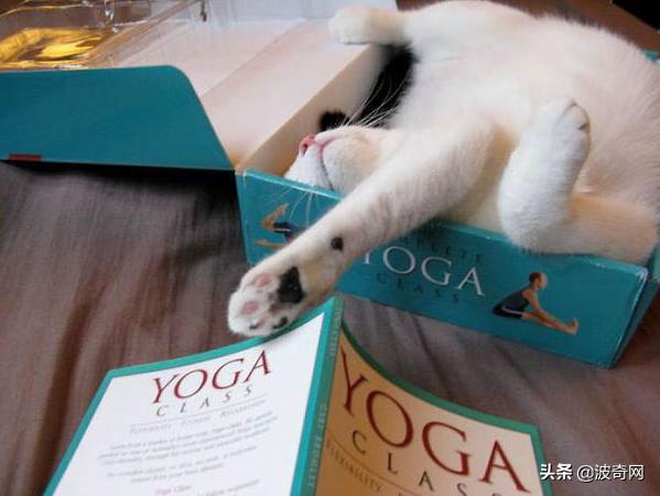 猫咪的4种睡姿代表什么，猫睡姿里藏着这些秘密