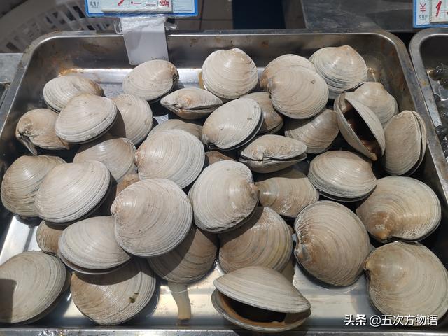 海鲜贝类图鉴，青岛常见食用贝类图鉴大全