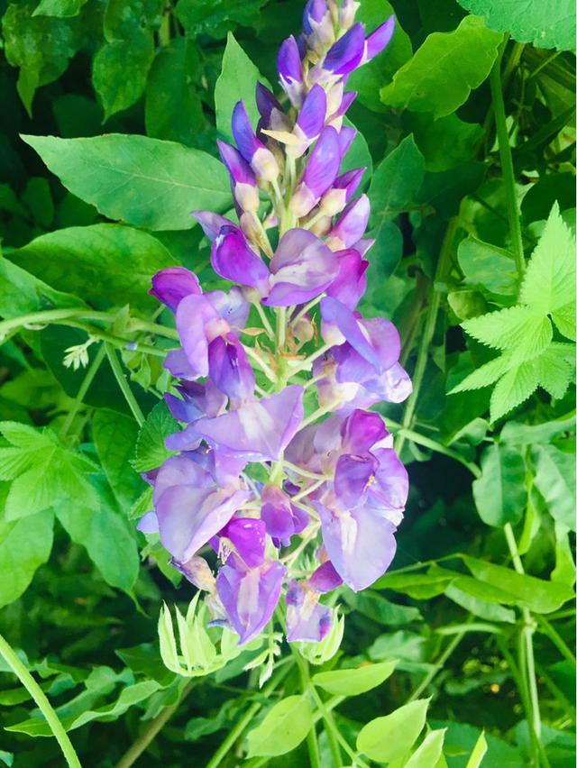 适合庭院养的紫藤花，阳台、院子就种一棵紫藤