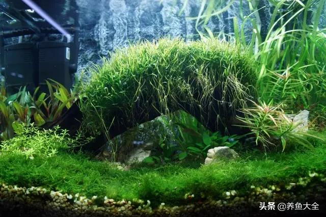 养鱼过程中如何养水，从水循环原理看如何养水