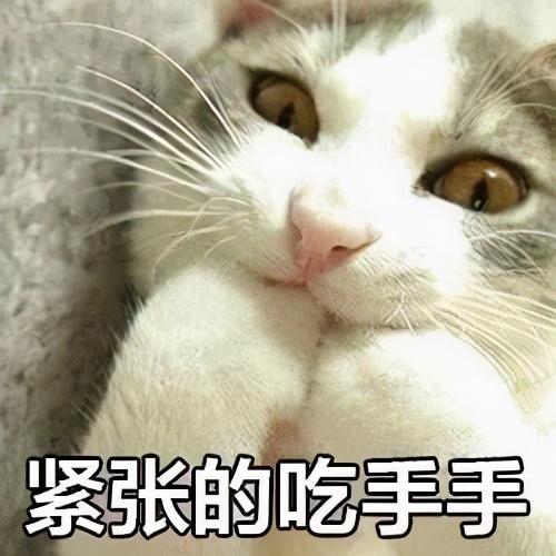 猫生小猫要怎么处理，猫咪生产注意事项（猫咪生产你必须要知道的5件事）