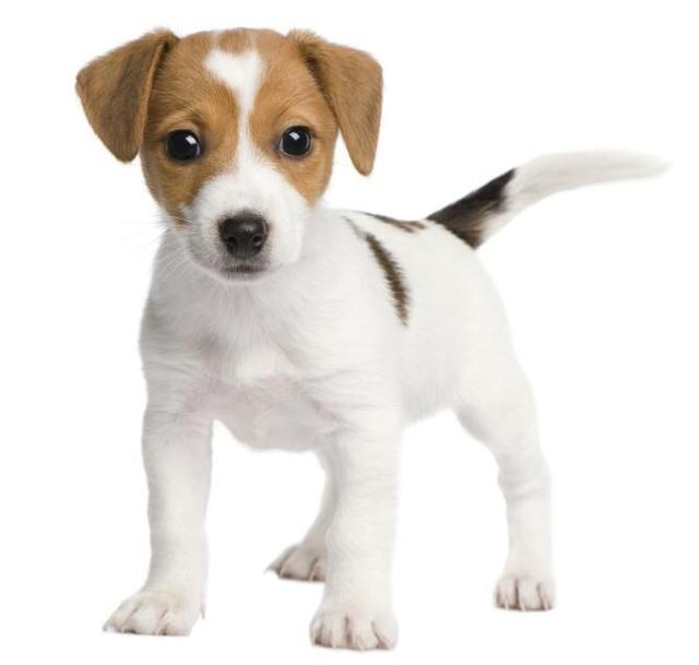 什么狗比较好养，十大公认最好养的狗狗