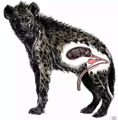 非洲小型食肉动物有哪些，非洲最令人害怕的动物