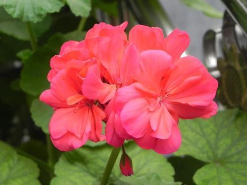 天竺葵的正确养殖方法，天竺葵怎样养