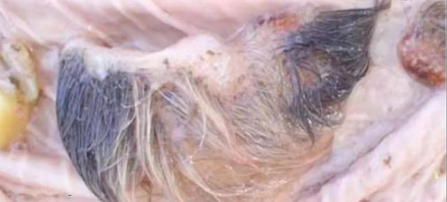 公牛真鲨百科介绍，死法最憋屈的动物