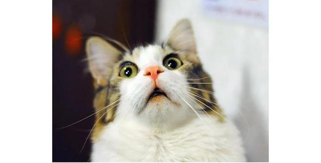 天津海昌极地海洋公园旅游攻略，带着孩子去看鱼