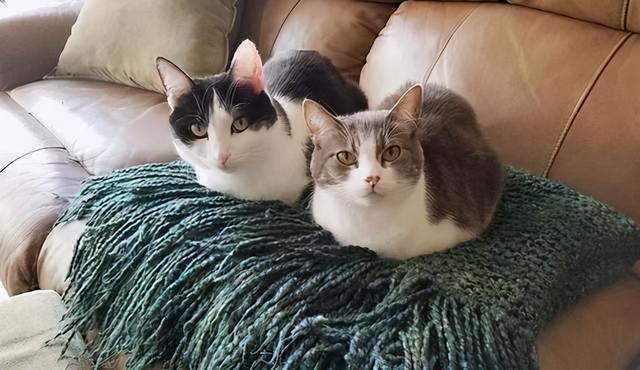 猫咪怕冷有哪些表现，猫咪一旦出现这些现象