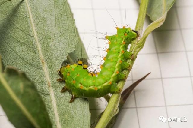 有哪些常见的飞蛾，自然记录蛾生一瞬