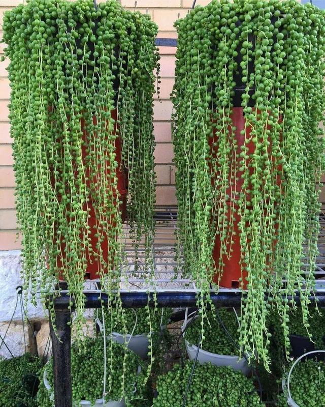 庭院中种什么爬藤花，院子里如果想搭设花廊架