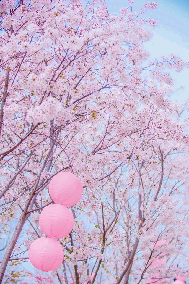 拈花湾攻略必去景点，1600亩拈花湾樱花海