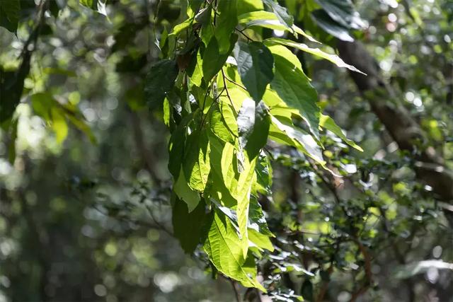 深圳十大山风景区，推荐10个非常值得一去的登山打卡点