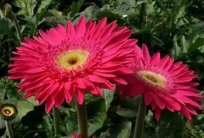 花语代表治愈的花，100种花的花语养养眼