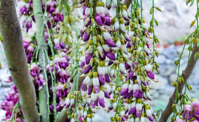 高州仙人洞风景区，高州仙人洞游玩项目