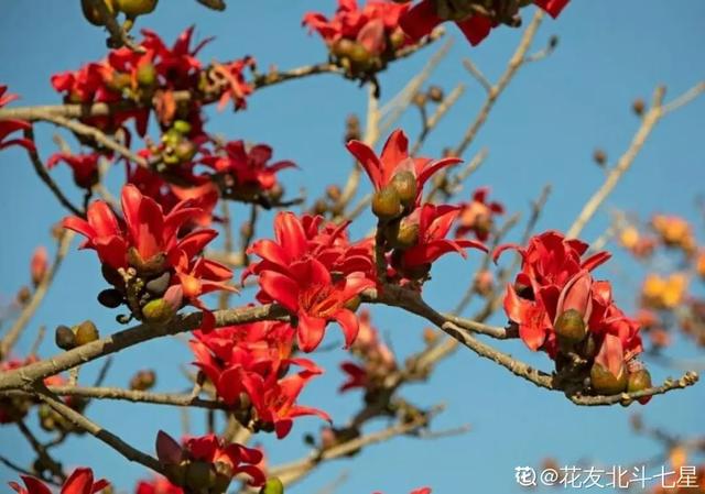 农村100种野菜图片，农村100种常见野菜（让你轻松认识各种野菜和吃法）