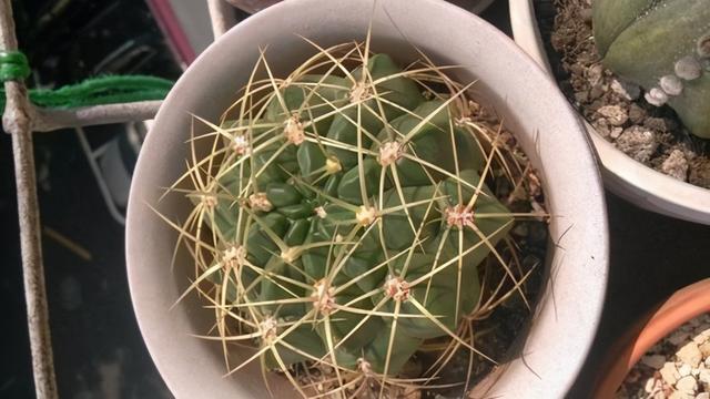 仙人掌开花图片，八种开花勤快的仙人掌植物（40多种罕见的仙人掌开花图）