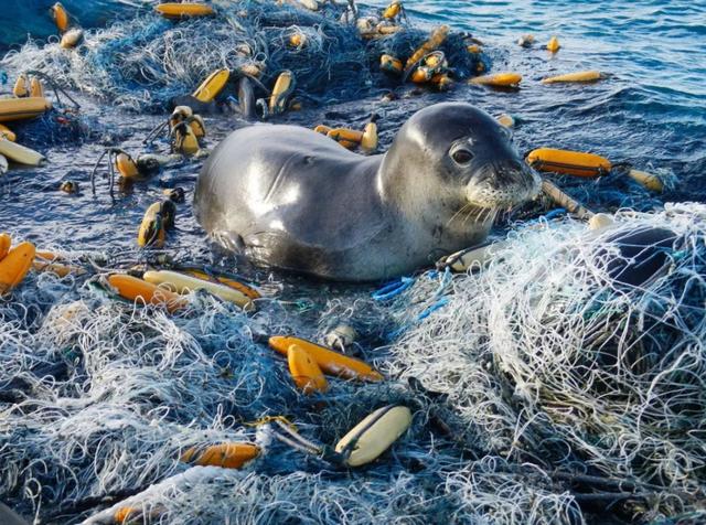 第六次生物大灭绝，地球正进入第六次生物大灭绝（5次生物大灭绝地球经历了什么）
