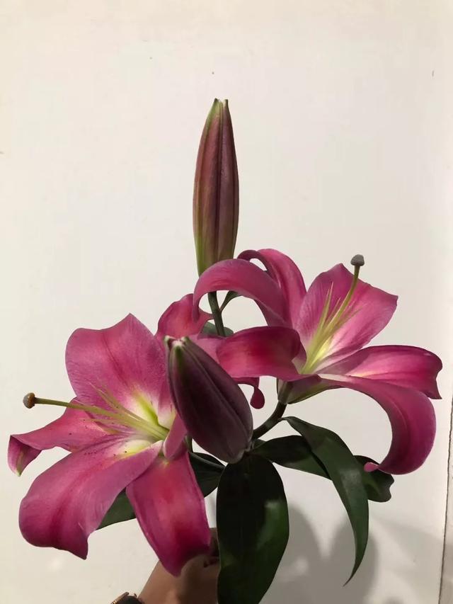 麝香百合开花后的养护，百合花期后的养护方法