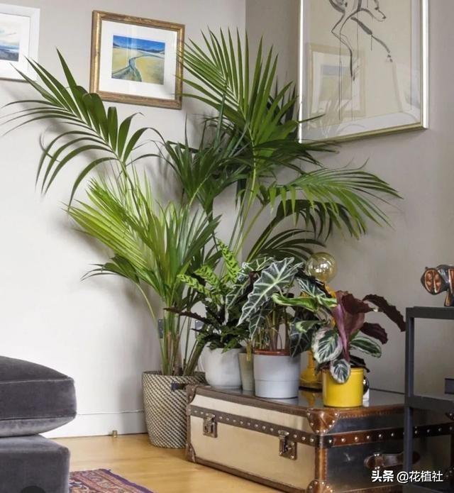 适合家里养的绿植，最好养的家中绿植（6种旺家的绿植优选）