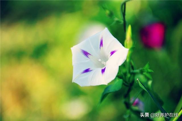 喇叭花什么时候开，喇叭花一般几点开放（喇叭花在什么季节开花）