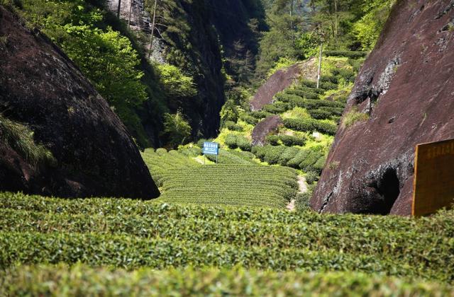 武夷岩茶三坑两涧位置，孕育了绝品岩茶的