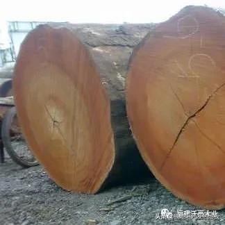 适合地热的实木地板板材，极地阳光带你探索深山选择发热地板的好木材