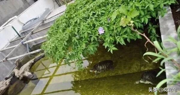 龟一般冬眠多久好，乌龟冬眠后开春快速开食技巧