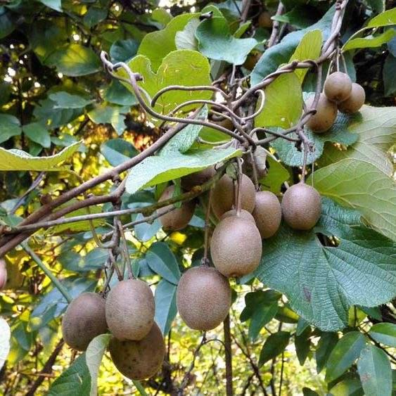 深山野生小猕猴桃怎么吃，资源县仿野生红心猕猴桃