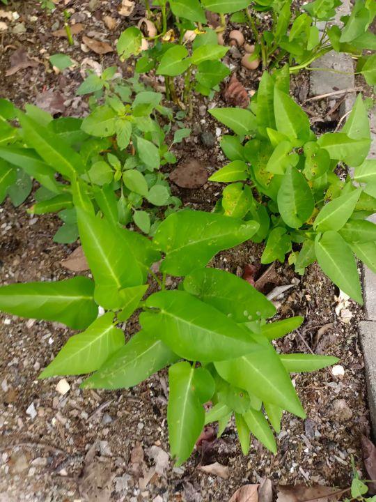 为什么很多人去印尼打工，记录印尼打工生活点滴