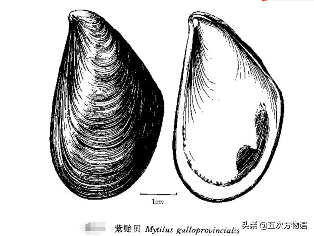 海鲜贝类图鉴，青岛常见食用贝类图鉴大全