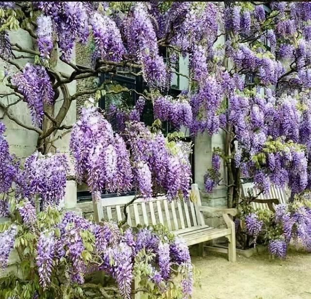 紫藤怎么养才能开花，不养一盆就太可惜了