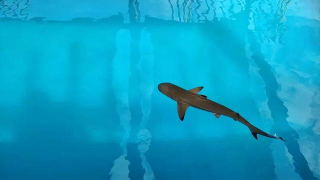 海昌梦幻不夜城，三亚海昌梦幻不夜城何时开业（三亚海昌梦幻海洋不夜城今日恢复营业）