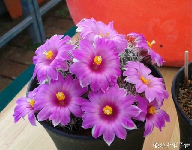 多肉叶片怎样才是完整的，掌握这个浇水秘籍