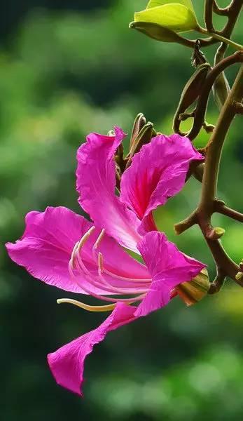 一年四季都有什么花开花期，100种花开时间表组图