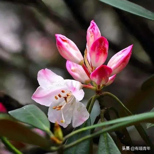 绿萝对猫有毒吗，猫咪吃了一口绿萝