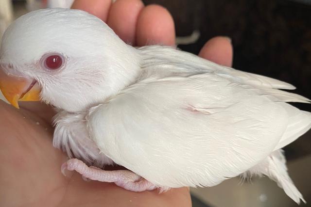 牡丹鹦鹉品种介绍大全，面类牡丹鹦鹉的所有品种