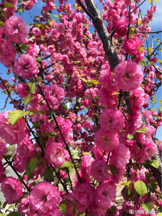 春夏秋冬四季什么花好看，这十种花几乎一年四季都开花