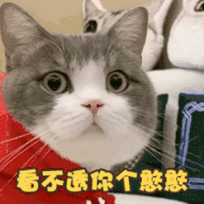 什么猫适合新手女生养，女生最适合养的四种猫（<一>最适合新手养的品种猫——美短）