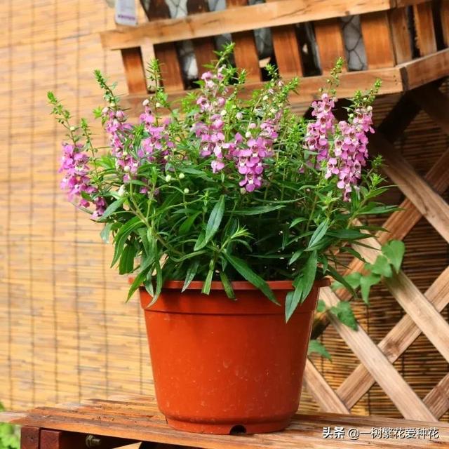 秋天有什么花容易养又好看，这20种花建议选几个